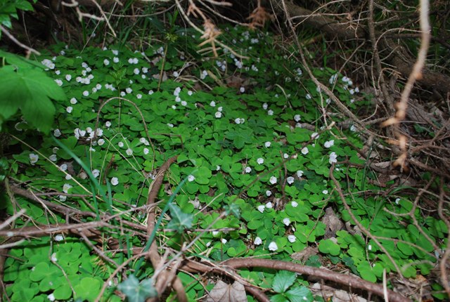 Oxalis acetosella / Acetosella dei boschi